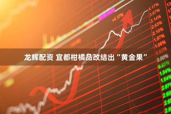 龙辉配资 宜都柑橘品改结出“黄金果”