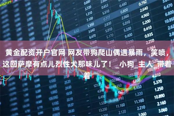 黄金配资开户官网 网友带狗爬山偶遇暴雨，笑喷，这回萨摩有点儿烈性犬那味儿了！_小狗_主人_带着